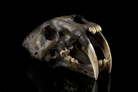 Dire wolves and saber-toothed cats may have gotten arthritis as they ...