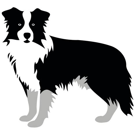 dog of the breed Border Collie silhouette in black and white 23632541 ...