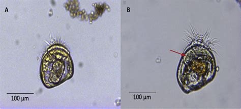 Veliger larvae control (A) and exposed to the BW containing marennine ...