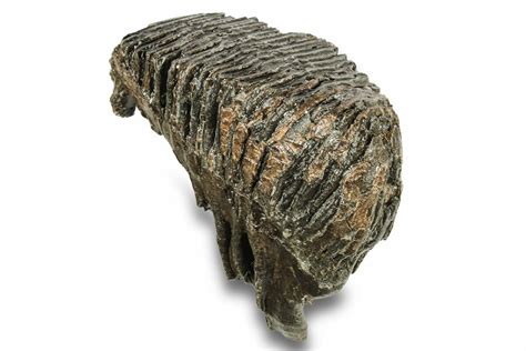 7.7" Fossil Woolly Mammoth Molar - Siberia (#259882) For Sale ...