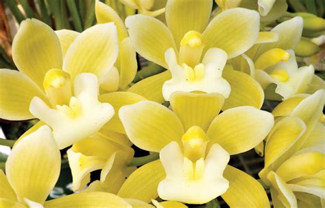 Field Guide to Cymbidium Orchids - Tesselaar