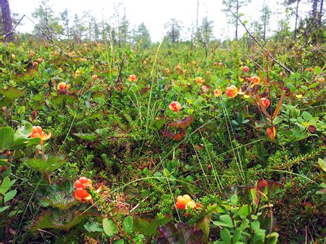 Cloudberry picking | Imaginary Karin