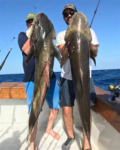 How to Catch Cobia - Double Threat Miami Fishing Charters