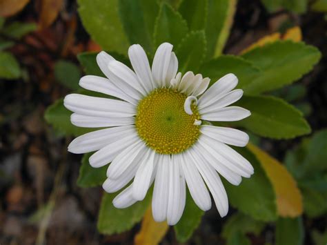 Montauk Daisy #2 | Montauk daisy, Plants, Daisy