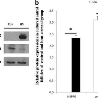 Effects of heat stress on expression of HSP70 and aromatase in cultured... | Download Scientific ...