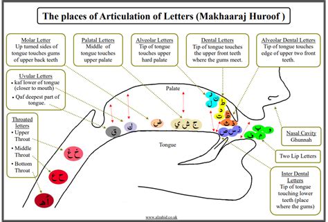 Makhraj Huruf Hijaiyah dan Tips Mudah Membacanya