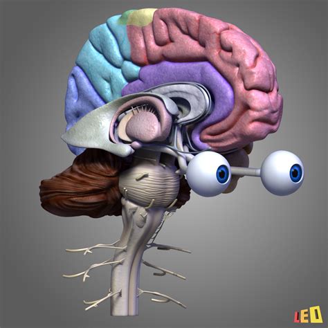 3d max human brain