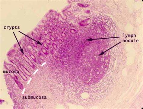 Histology at SIU