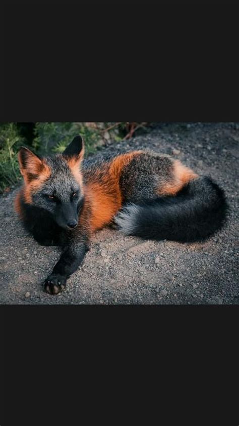 The rare beauty of a Melanistic fox. Incredible.: An immersive guide by W o r l d Me