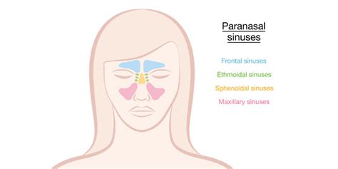 Know About Sinus Pressure Points - Pristyn Care