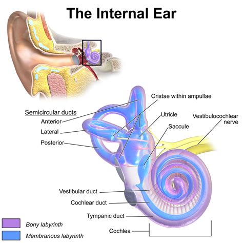 Inner Ear Problems - Causes & Treatment of inner ear Dizziness & Vertigo