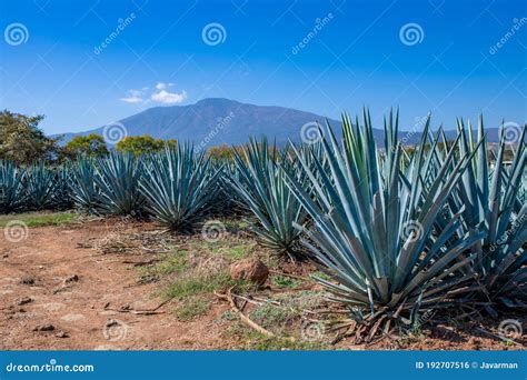 Blue Agave Field in Tequila, Jalisco, Mexico Stock Photo - Image of ...