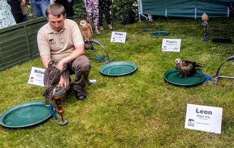 Medieval Falconry: Birds and Lovebirds - Medievalists.net