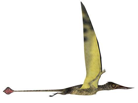 Rhamphorhynchus Size