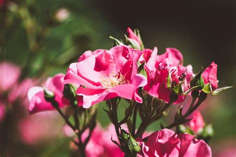 Roses Flowers Pink · Free photo on Pixabay