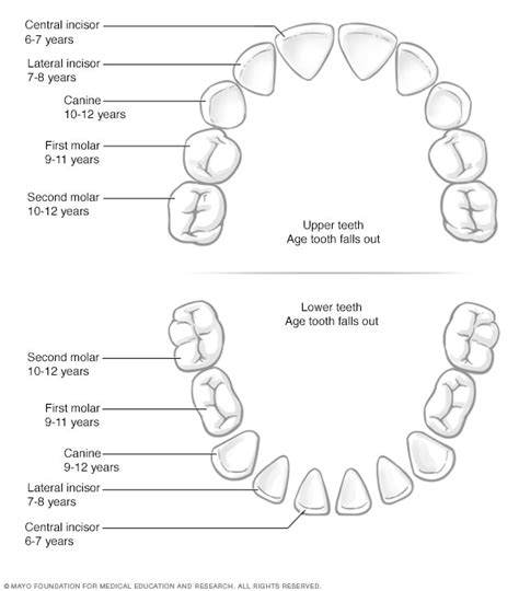 Human Teeth Diagram Labeled