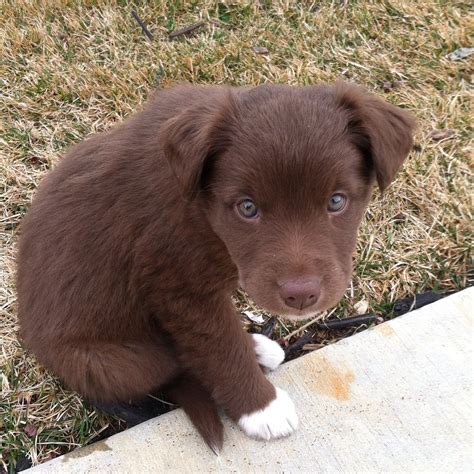 Bestof You: Best Border Collie Lab Mix Puppies Check It Out Now!