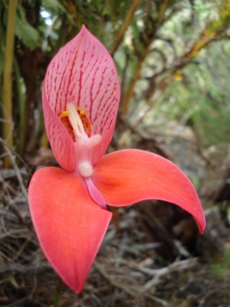 PlantFiles Pictures: Species Orchid, Disa, Pride of Table Mountain, Red Disa, Single Flowered ...