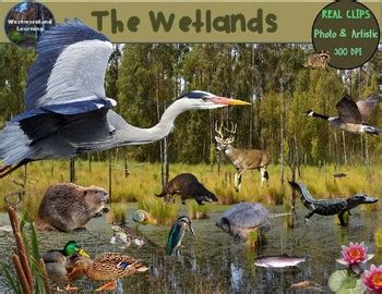 Wetlands Animals Clip Art Habitat Biome Real Clips Photo & Artistic