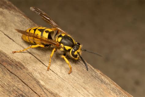 How deep in the ground is a yellow jacket nest - Pest Control Guelph