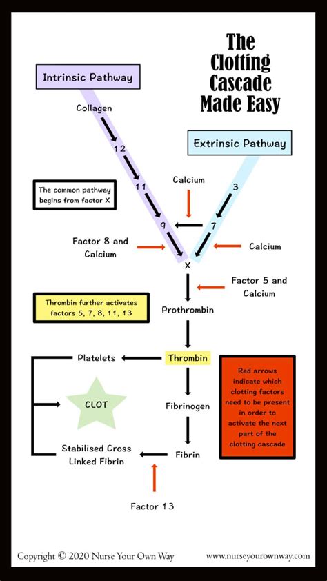 The Clotting Cascade Made Easy! - Nurse Your Own Way