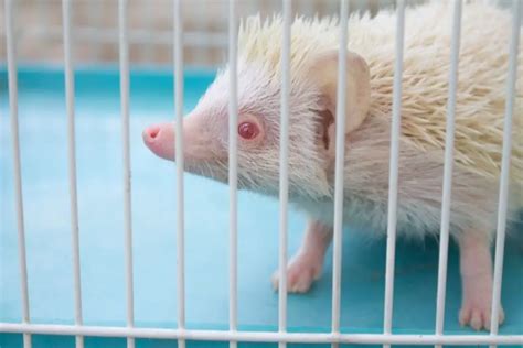 How Often Should You Clean A Hedgehog Cage Step By Step Guide ...