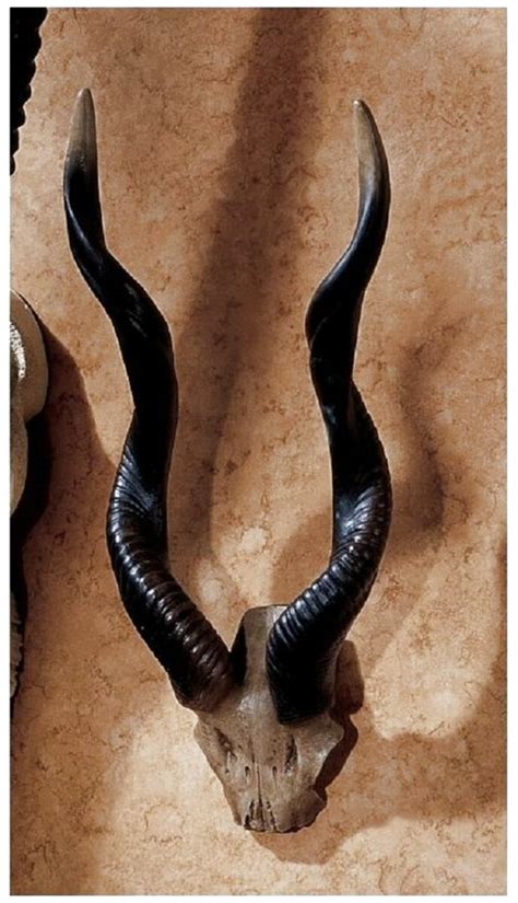 Antelope Horns for sale in UK | 53 used Antelope Horns