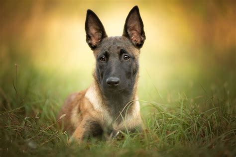 Download Malinois Dog Animal Belgian Shepherd HD Wallpaper