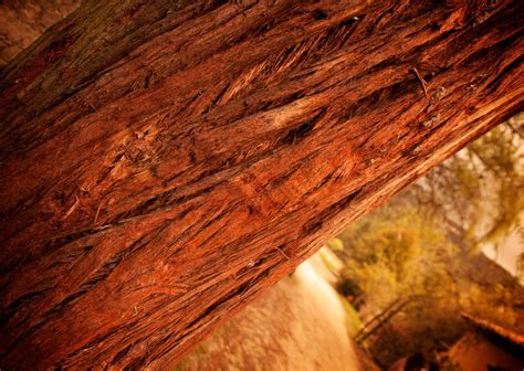 Free Images : formation, wood, rock, geology, cave, tree, canyon, landscape, erosion, national ...