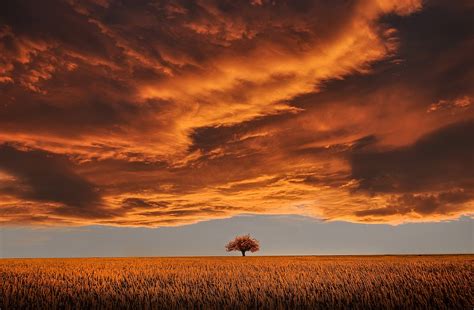 Tree Field Sunset - Free photo on Pixabay