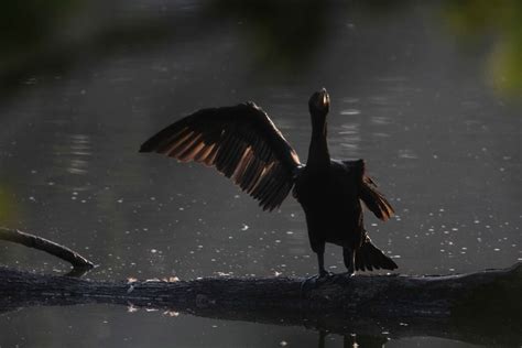 Birds With One Wing Open - Frank W. Baker