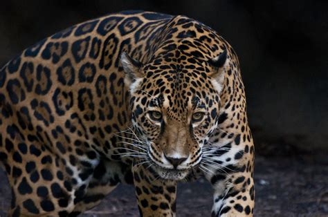 Jaguar Hunting | Flickr - Photo Sharing!