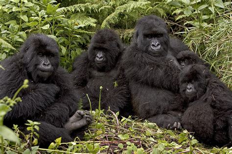 Mountain Gorilla Family In Rwandan Forest Photograph by Ingo Arndt