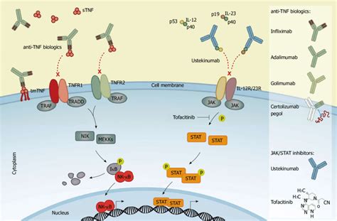 Mechanism Of Action Of Tumor Necrosis Factor Tnf Inhibitors Mapk | The Best Porn Website