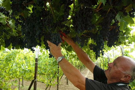 Harvesting grapes | Farmer harvesting grapes - supported thr… | Flickr