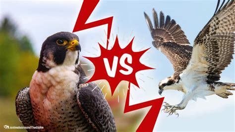 Falcon vs. Hawk