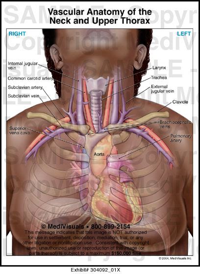 Vascular Anatomy of the Neck and Upper Thorax Medivisuals