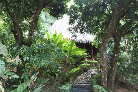 Our bungalow in the Costa Rica rainforest | Rainforest, Plants, Come ...