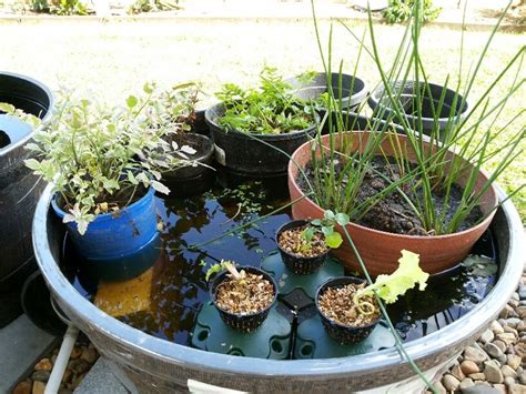 Growing edible plants in a water garden | Edible plants, Water garden ...