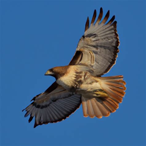 19 Species of Birds of Prey Found in Indiana – Nature Blog Network