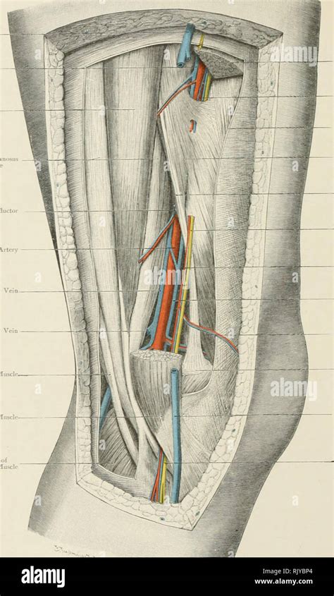 Adductor Canal