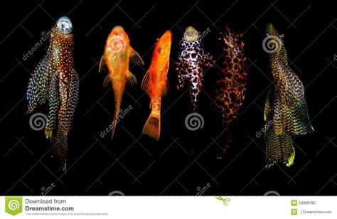 Loricariidae family stock photo. Image of cirrhosus, america - 50998182