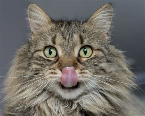 Understanding and Managing Eye Ulcers in Cats: Causes, Symptoms, and ...