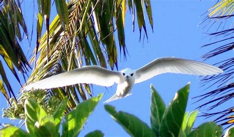 Motu Teta bird flying over the island :) | Motu Teta | Pinterest