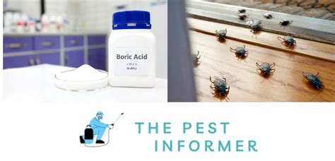 The Power of Boric Acid For Roaches: We Tested Using Boric Acid For Cockroaches - The Pest Informer