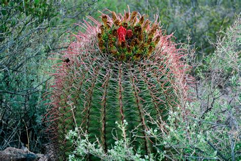 Arizona Desert Cactus Free Stock Photo - Public Domain Pictures