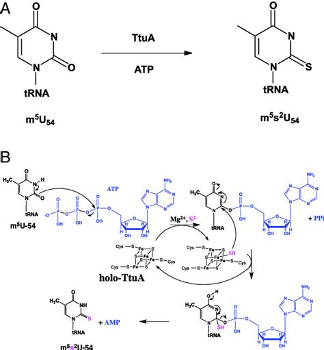 (A) Thiolation reaction catalyzed by TtuA. (B) Proposed thiolation ...