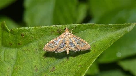 Nocturnal Moths Outperform Bees and Butterflies in Pollination Duties: Study | Weather.com