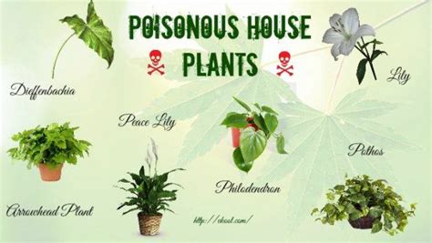 Top 16 Poisonous House Plants for Humans and Pets