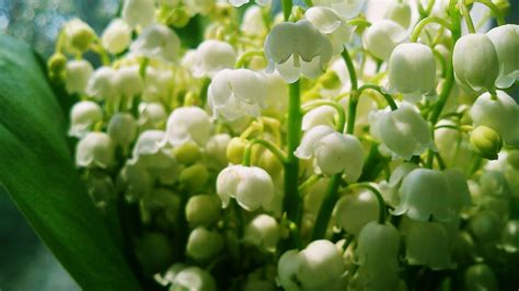 23 Muguet Flower Wallpapers - Wallpaperboat